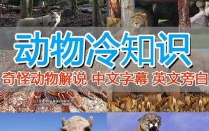 外面卖1699的国外纪录片解说（动物解说、美食、动画片）稳过中视频-鱼梓小栈